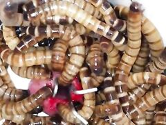 milf getting brutally violated and forced into slobbering oral sex in amateur rape porn movie.